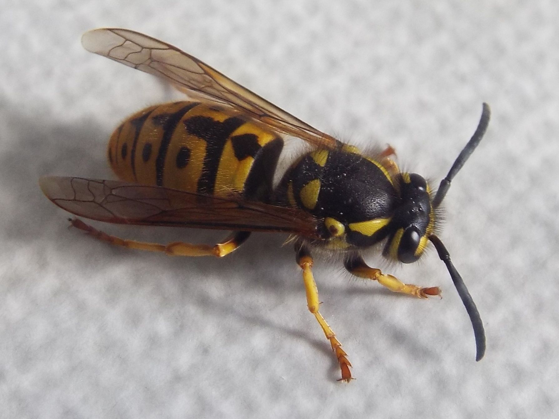 Vespula germanica (Vespidae)